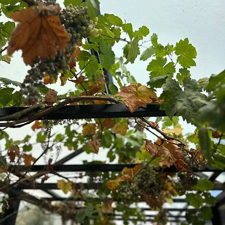 Arunda Luxury Boutique * Ronda